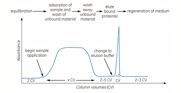Graph illustrating the key stages of affinity chromatography separation involving bind, wash and elute steps.