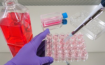 Culturing cells Scientist culturing cells in a tissue culture hood