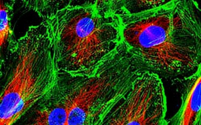 Fluorescence microscopy image showcasing primary cell culture with cells stained to highlight various components: nuclei in blue, actin filaments in green, and mitochondria in red.