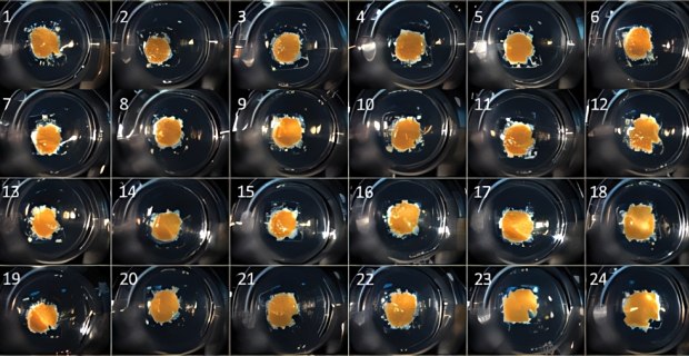 3D human liver tissue bioprinted on Corning Transwell permeable supports.