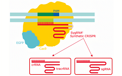 Schematic diagram of the CRISPR gene editing system showing the different types of synthetic gRNA for CRISPR.