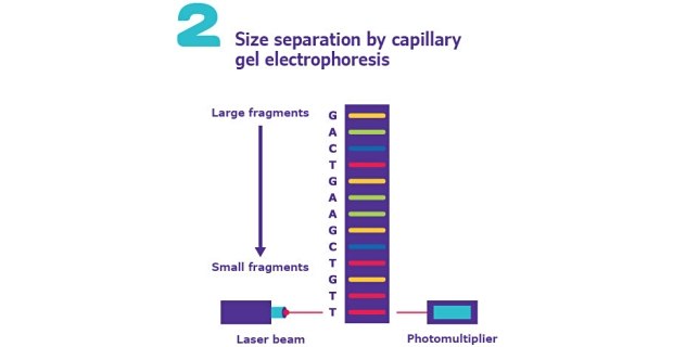 Sanger DNA Sequencing Method