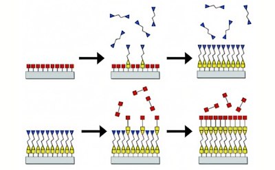 Process of sequential reactions during atomic layer chemical vapor deposition (ALCVD).