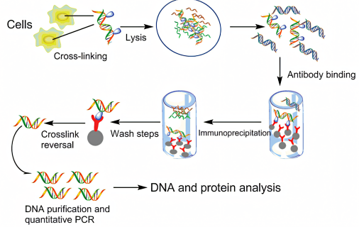 Schematic representation of a scientific process involving cells and DNA-protein interactions. The top left shows ‘Cells’ undergoing ‘Cross-linking’ and ‘Lysis,’ resulting in a mixture of proteins and DNA. This mixture then goes through ‘Antibody binding.’ The subsequent steps include ‘Crosslink reversal,’ several ‘Wash steps,’ and immunoprecipitation. Finally, the bottom sequence depicts ‘DNA purification and quantitative PCR,’ indicating analysis of DNA and protein.