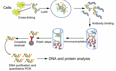 Schematic representation of a scientific process involving cells and DNA-protein interactions. The top left shows yellow shapes labeled ‘Cells’ undergoing ‘Cross-linking’ and ‘Lysis,’ resulting in a mixture of proteins and DNA. This mixture then goes through ‘Antibody binding.’ The subsequent steps include ‘Crosslink reversal,’ several ‘Wash steps,’ and immunoprecipitation. Finally, the bottom sequence depicts ‘DNA purification and quantitative PCR,’ indicating analysis of DNA and protein.