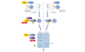 Protein Pull-Down