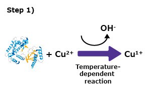 Protein Quantitation Step 1