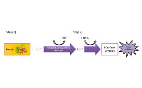 Protein Quantitation Steps