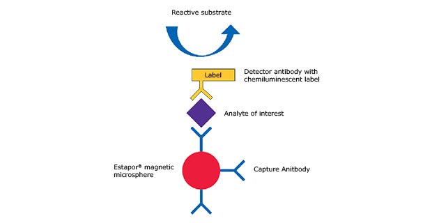 CLIA Using Estapor Magnetic Microspheres A schematic showing the interaction of Estapor® Magnetic Microspheres with the capture antibody, analyte of interest, and detector antibody with chemiluminescent label, allowing for easy of separation and washing.