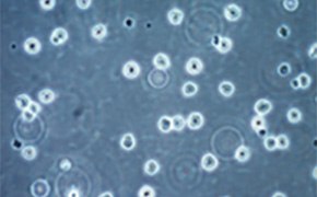 Validated Cell Types