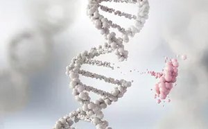 CRISPR Plant Vector Ordering