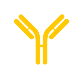 mAbs Production Illustration of a monoclonal antibody