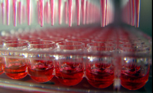 The image showcases a close-up view of a multi-well plate being filled with a red liquid by an automated pipetting system. The pipettes are aligned and dispensing the liquid into the wells in unison, with a blurred background emphasizing the precision of the process. This scene is typical in laboratory settings where multiple samples are processed simultaneously for experiments or testing.
