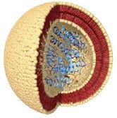Cross-section view of liposome used in drug product development and manufacturing Cross-section view of liposome used in drug product development and manufacturing