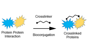 General bioconjugation diagram illustrating the formation of a bioconjugate