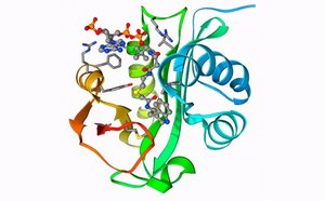 A three-dimensional molecular structure of an enzyme with its coenzymes. The model includes various colored structures representing different parts of the molecules, with helices in shades of blue and green, sheets in yellow and red, and stick representations for the coenzymes in multiple colors indicating different atoms.