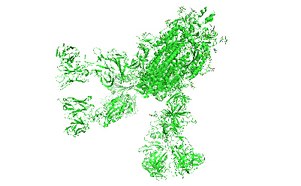 Illustration of the SARS-CoV-2 spike glycoprotein in green on a white background, depicting the structure of the protein responsible for virus attachment to human cells.