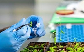 A person’s hand wearing a blue glove, holding a pipette and working with small plants. The pipette is dispensing a liquid onto one of the small green plants. There are multiple small green plants arranged in rows, in a laboratory environment.