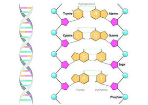 Illustration of a DNA molecule with its double helix structure on the left and an expanded view of the nucleotide pairs connected by hydrogen bonds on the right, labeled with their respective names: Adenine, Thymine, Cytosine, Guanine, along with sugar and phosphate groups forming the backbone.