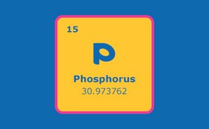 A graphic representation of the chemical element Phosphorus from the periodic table, showing its atomic number ‘15’, and its atomic weight ‘30.973762’. 