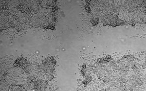 Microscopy image of the Cell Comb scratch assay for cell migration