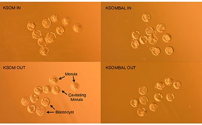 FVB/N embryos 96 hours post-hCG induction of ovulation demonstrate morula, cavitating morula and blastocyst developmental stages