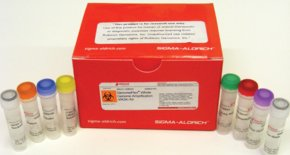 Complete genome amplification kits 