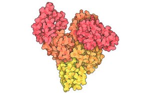 Y-shaped molecular structure with clusters of molecules in vibrant shades of pink, orange, and yellow. 
