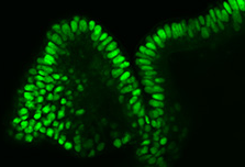 Fluorescent staining of Human iPS cell-derived Colon Organoids, SCC300 Fluorescent staining of Human iPS cell-derived Colon Organoids, SCC300