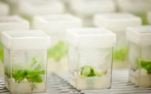 Plant Culture Media