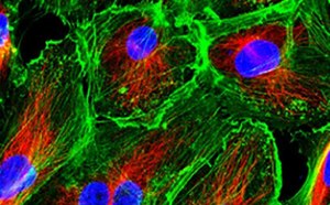 Primary Cells