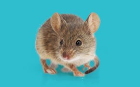 Mouse Embryo Media