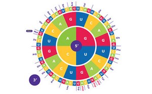 The image features a vibrant circular genetic code chart, segmented into various colored sections, each representing different nucleotide base combinations (A, U, G, C). 