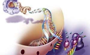 Illustration of a ribosome moving along mRNA to incorporate amino acids into a polypeptide.