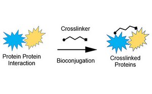 The image depicts a colorful biochemical diagram illustrating the bioconjugation process where two blue spiky shapes labeled “Protein Protein Interaction” are transformed into a “Crosslinked Proteins” shape through the action of a “Crosslinker.”
