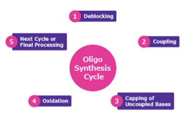 Oligo synthesis cycle A
