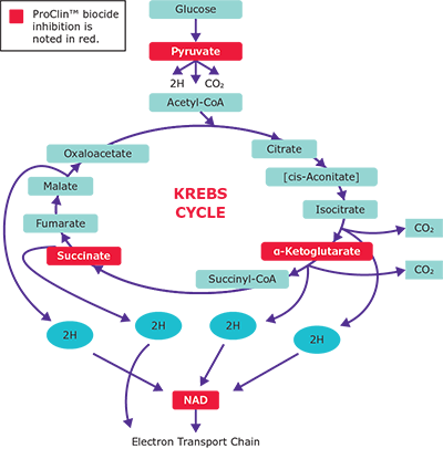 Proclin™ biocide preservative inhibits microbial Kreb cycle in several places Proclin™ biocide preservative inhibits microbial Kreb cycle in several places