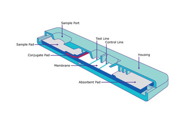Lateral flow assay schematic Lateral Flow Membranes