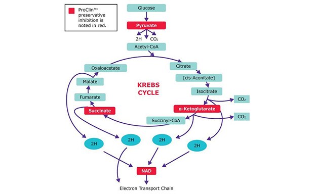 Proclin™ biocide preservative inhibits microbial Kreb cycle in several places ProClin™ Preservatives