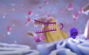 RNAi 단클론