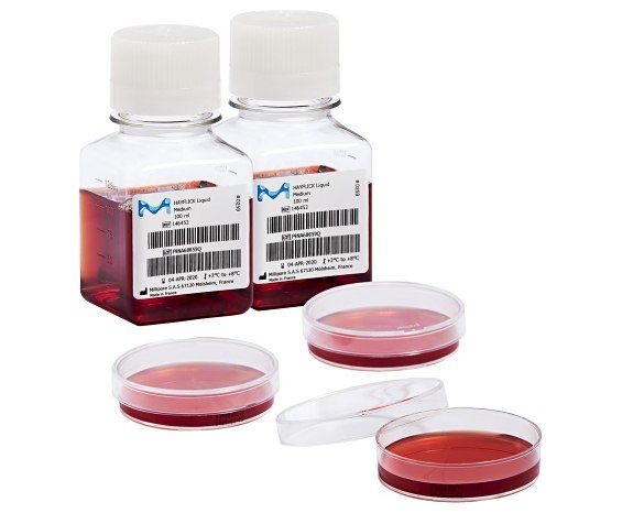 Mycoplasma family.
