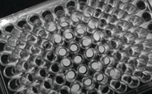 A detailed grayscale image of a cell culture plate with multiple wells, highlighting the precision and uniformity essential for cell culture experiments, part of a comprehensive collection of cell culture supplies.