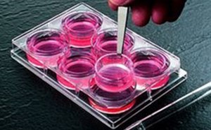 Cell culture cups