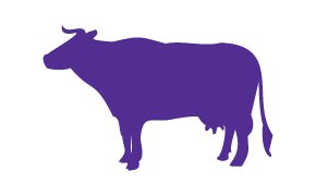 소 이미지