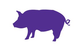 돼지 이미지