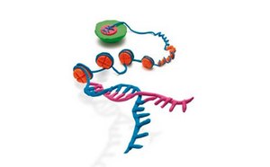 Epigenetics