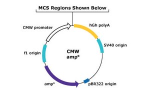 Molecular Cloning & Protein Expression