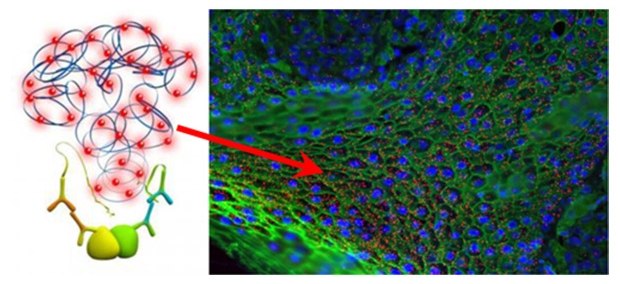 Protein localization Duolink® Proximity Ligation Assay (PLA)