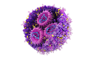 Cross-section view of liposome used in drug product development and manufacturing  