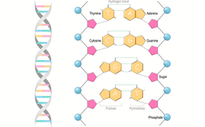 Illustration of the location and structure of DNA double helix highlighting components that hold the gene specificity of every living being.